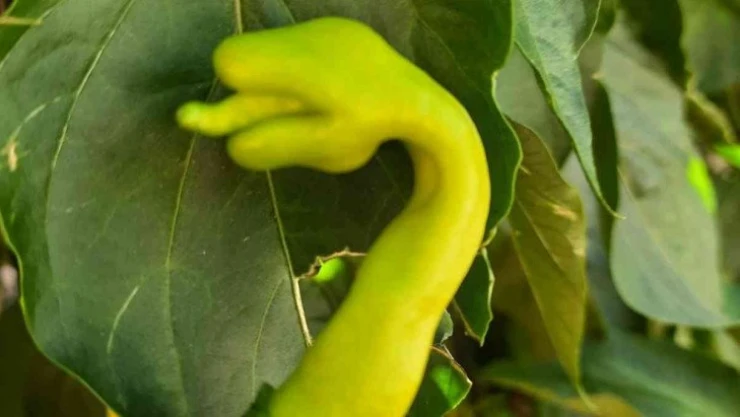 Siirt'te yılana benzeyen biber çiftçiyi şaşırttı