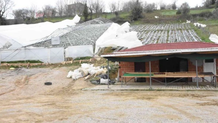 Sinop'ta şiddetli fırtınada çilek serası yıkıldı