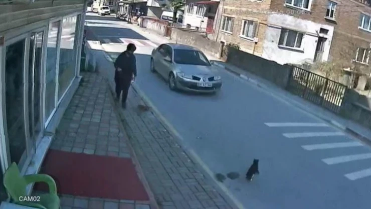 Sokak kedisine çarpıp kaçan sürücüye 2 bin TL ceza