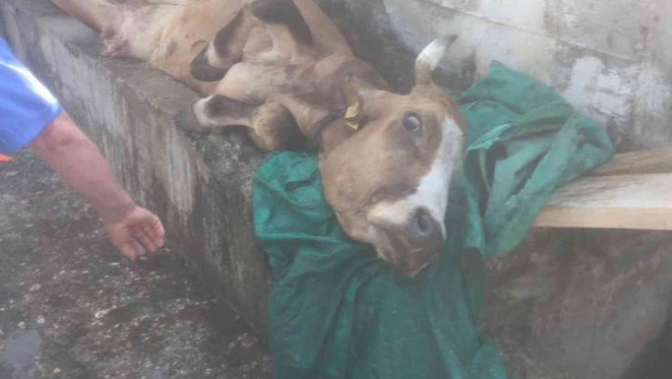 Su oluğuna sıkışan ineği köylüler kurtardı