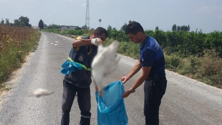 Tarsus'ta 15 kaz telef olmuş halde bulundu