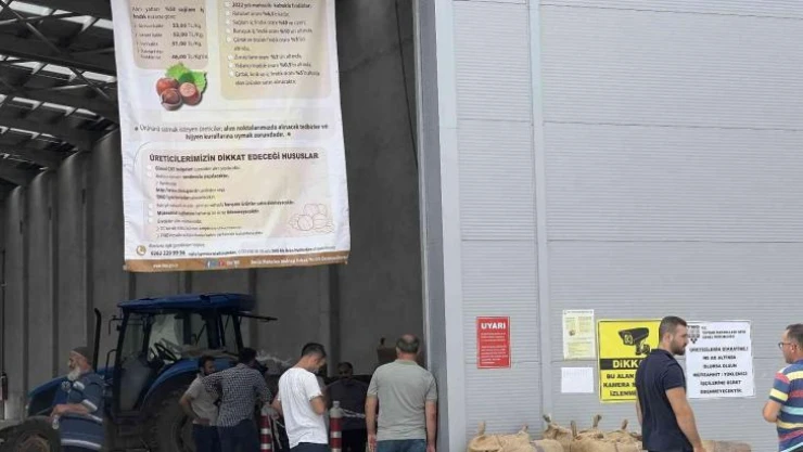 TMO Düzce'de fındık alımına başladı