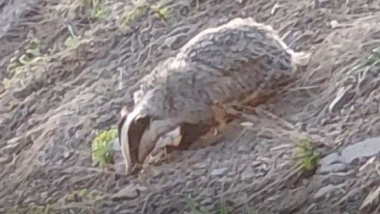 Tunceli'de IUCN kırmızı listesinde yer alan porsuk görüntülendi