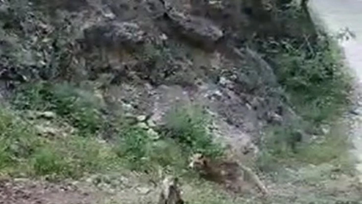 Tunceli'de tilki ve kedinin ekmek kavgası