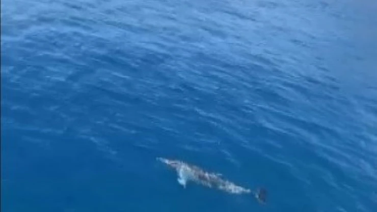 Tur teknesine eşlik eden yunus böyle görüntülendi