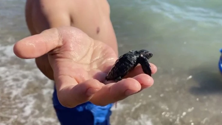 Vatandaşlar, yuvadan çıkan yavru carettaları denizle buluşturdu