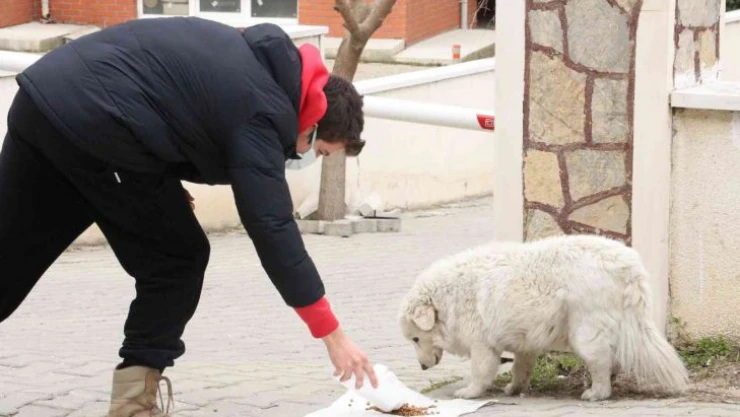 Sokak hayvanlarının mama kaplarını bile çaldılar!