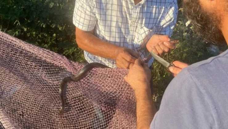 Yanan ormanların ardından Manavgat'ta yılan hareketliliği