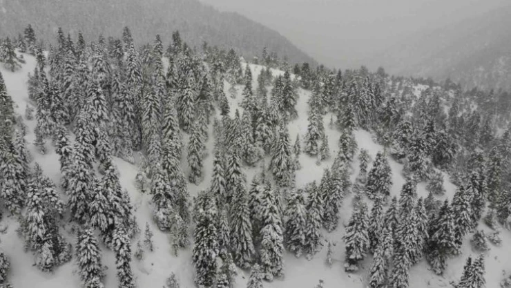 Yaylada kartpostallık görüntüler