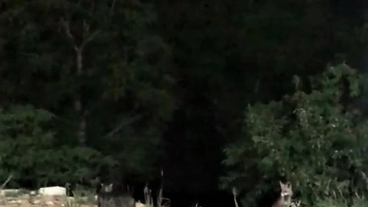 Yiyeceğe ortak olmak isteyen tilki, kediyi kızdırdı