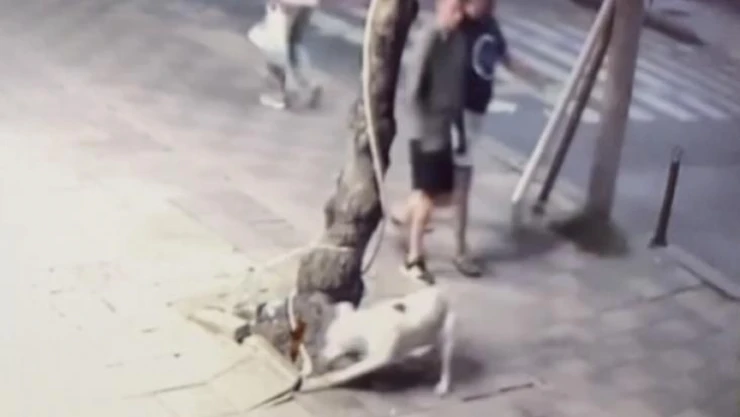 Zeytinburnu'nda pitbull dehşeti kamerada